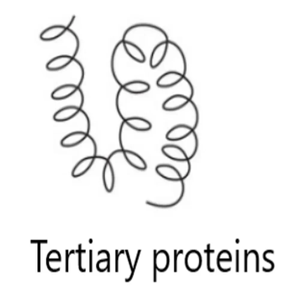 tertiary protein