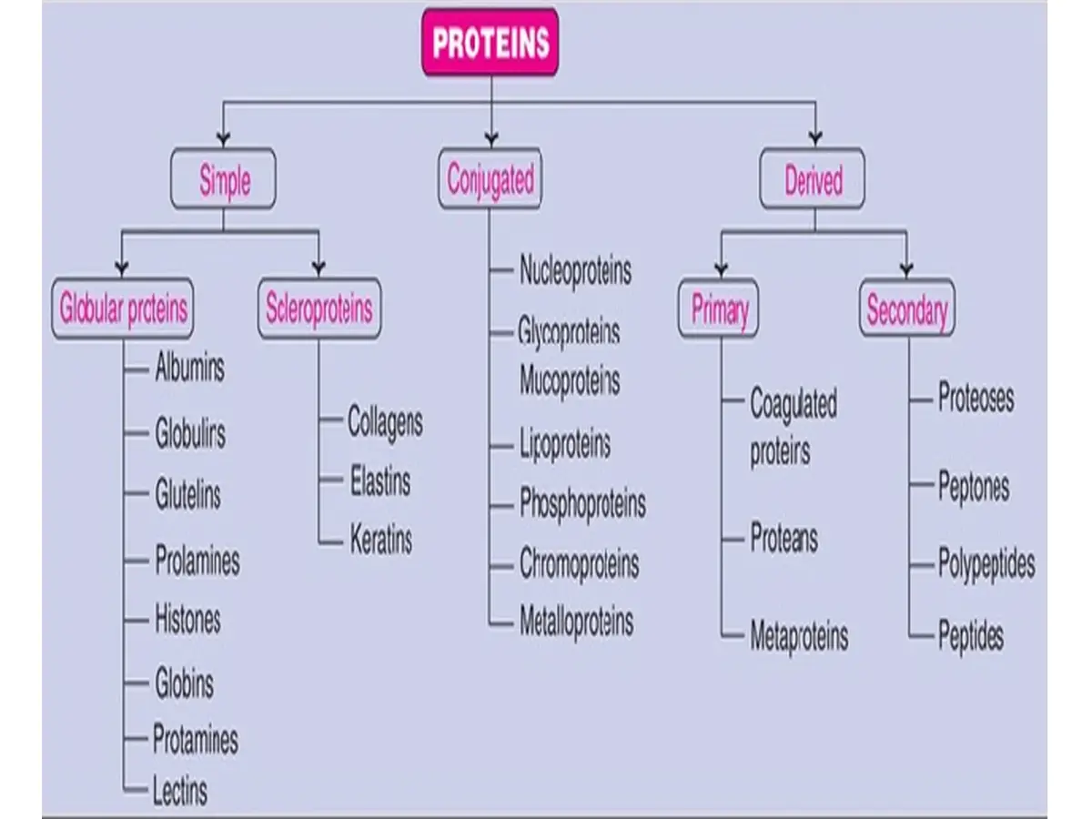 Classification of proteins