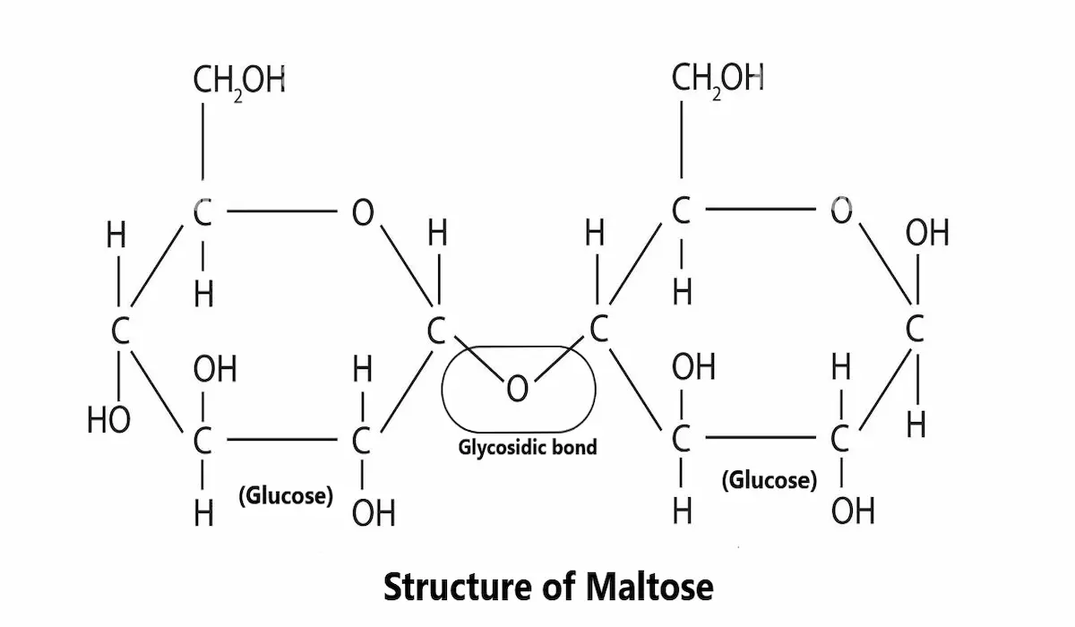 Differences between monosaccharides disaccharides and polysaccharides