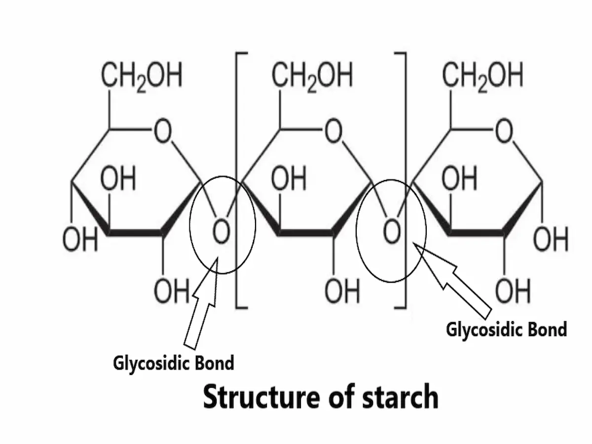 Monosaccharides Disaccharides and Polysaccharides